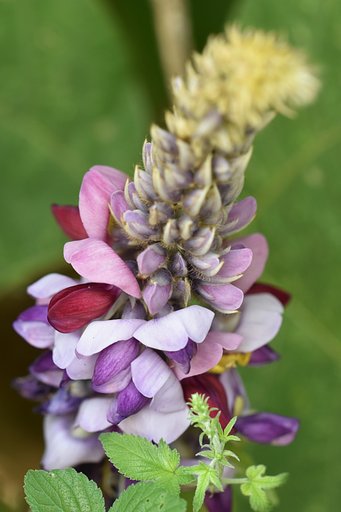 葛の花