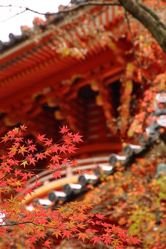 寒波到来紅葉前進
