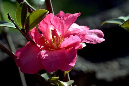 最終の山茶花のUP