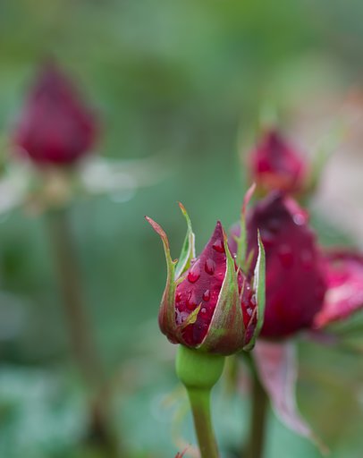 SIGMA MACRO 70mm F2.8