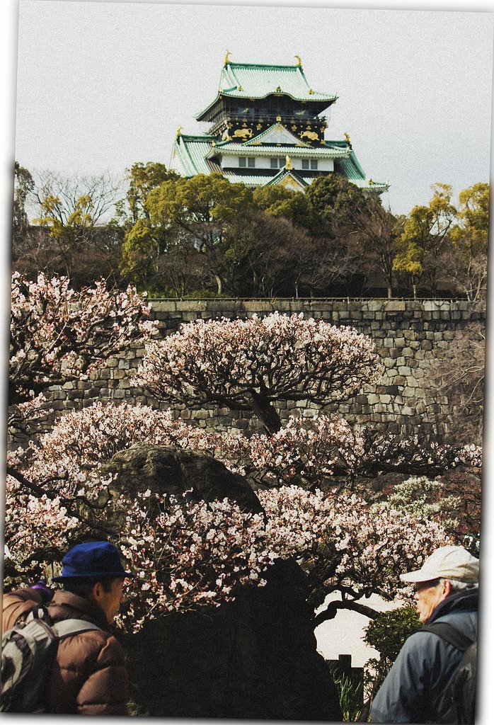 今は昔の城梅見物