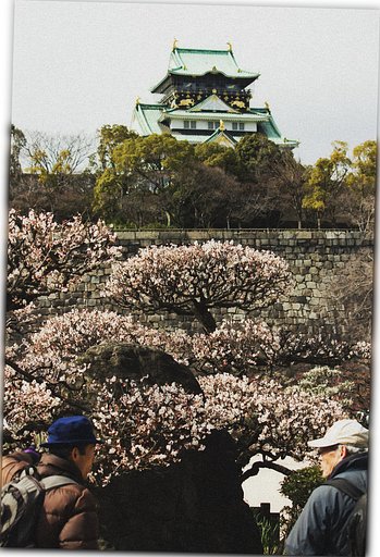 今は昔の城梅見物