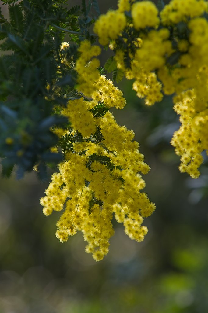 EF70-200mm F2.8 L
