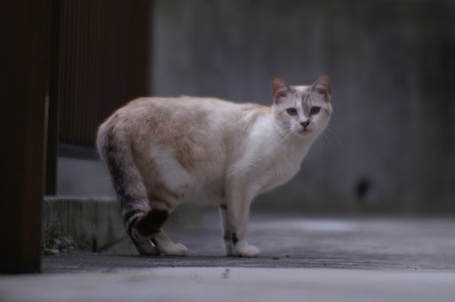 ほふくでニャンコ