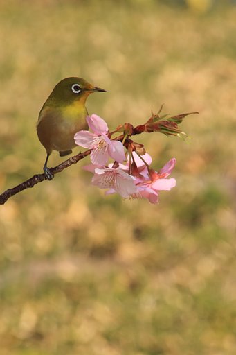 【動感】メジロ来る河津桜