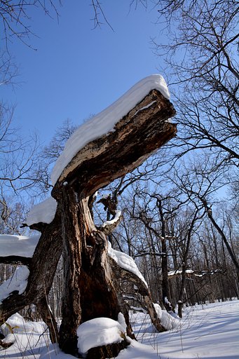 朽ちるとも雪に耐える