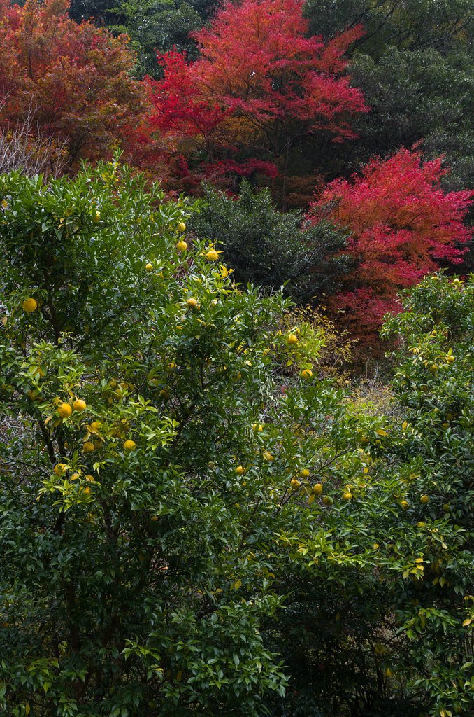 SIGMA 17-70mm F2.8-4 DC MACRO 