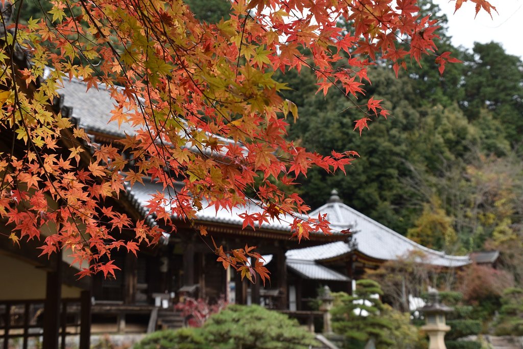 お寺のモミジ
