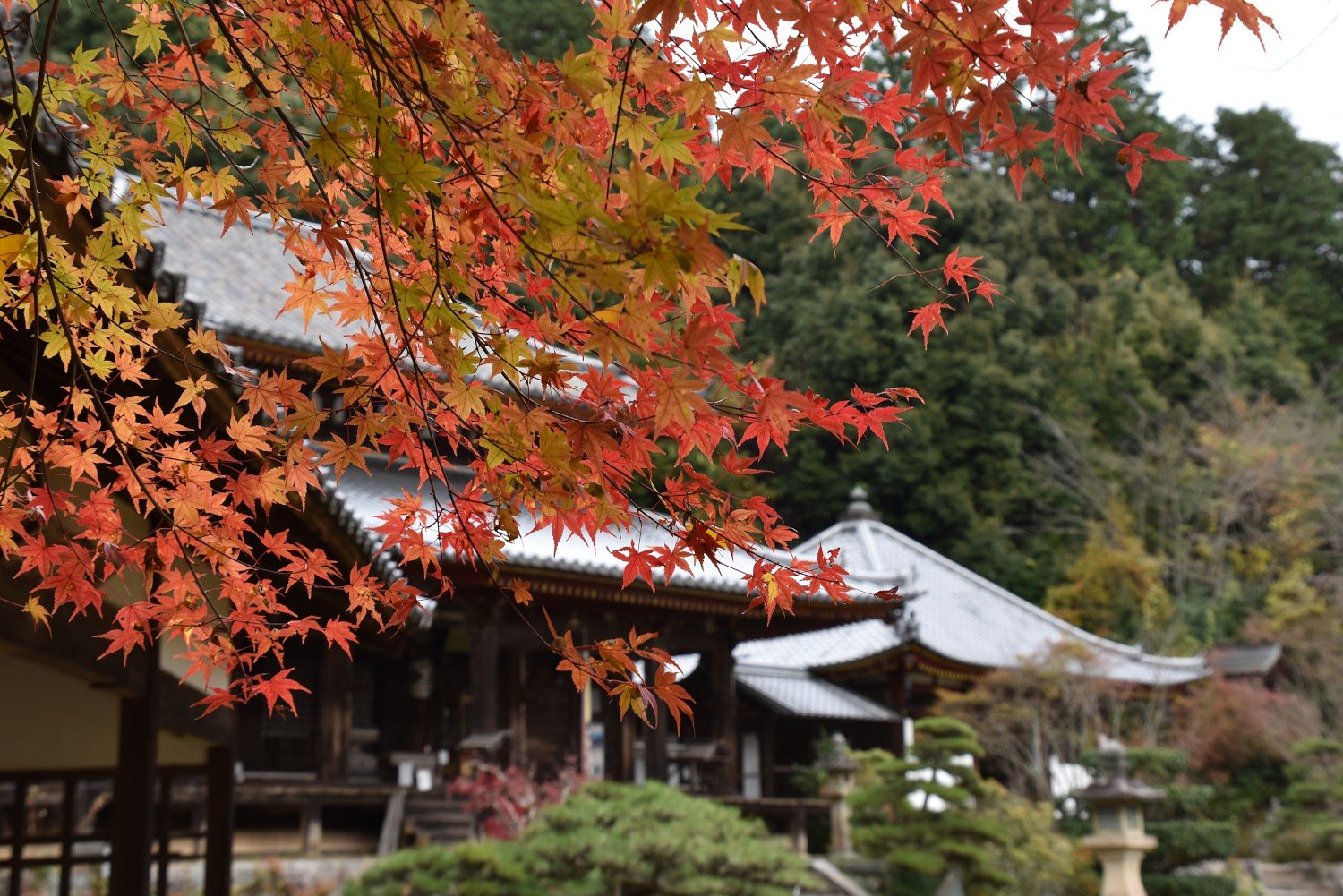 お寺のモミジ