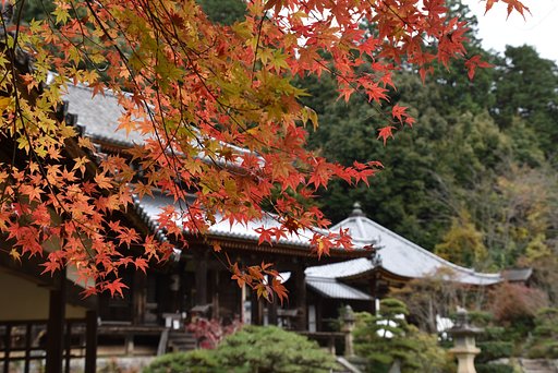お寺のモミジ