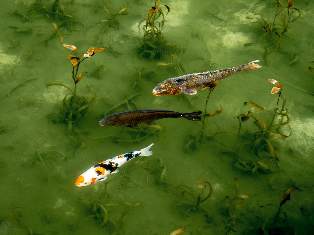 モネの池にて