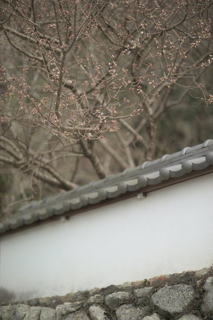 Y/C  P85mmF1.2