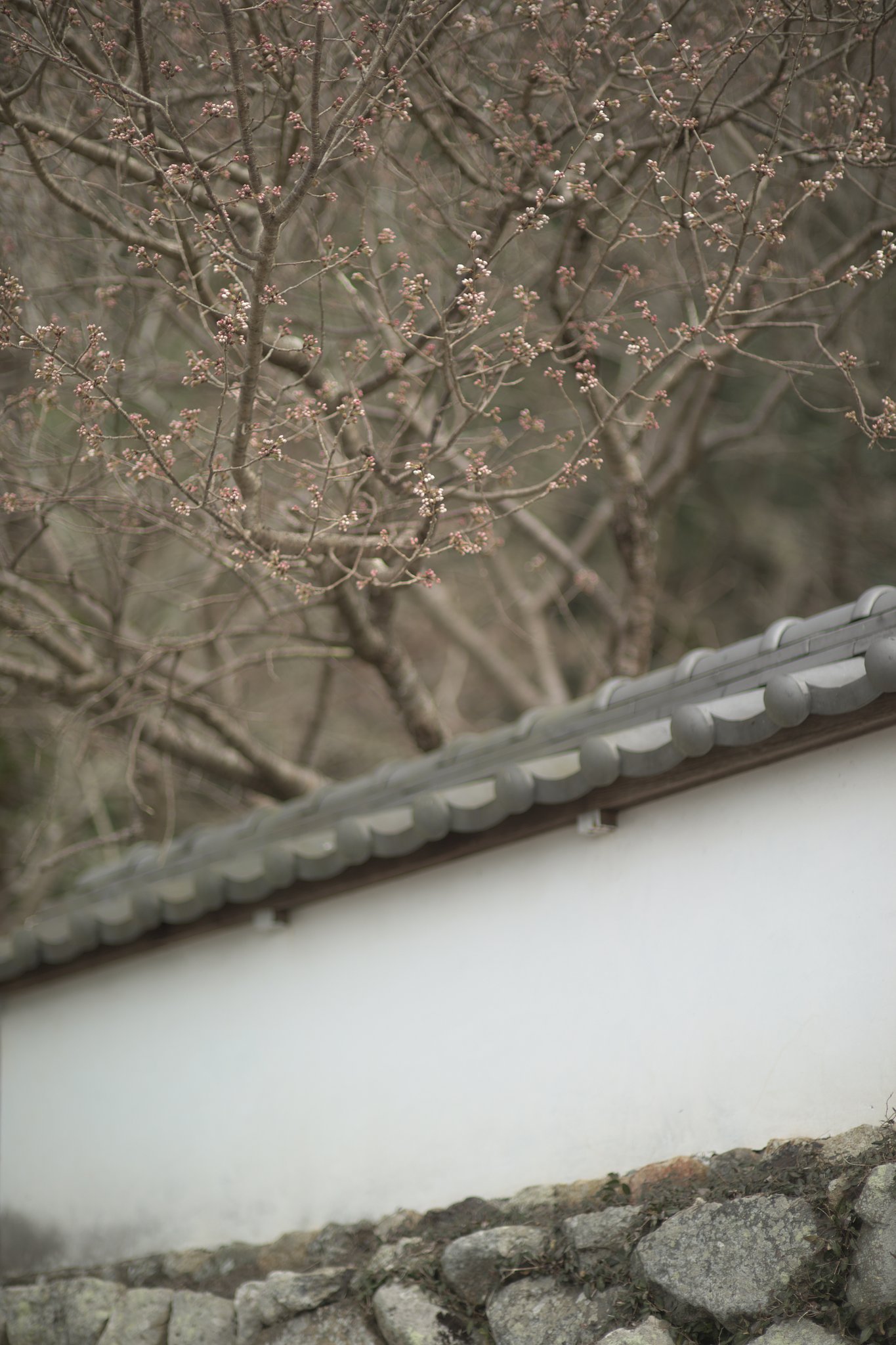 Y/C  P85mmF1.2