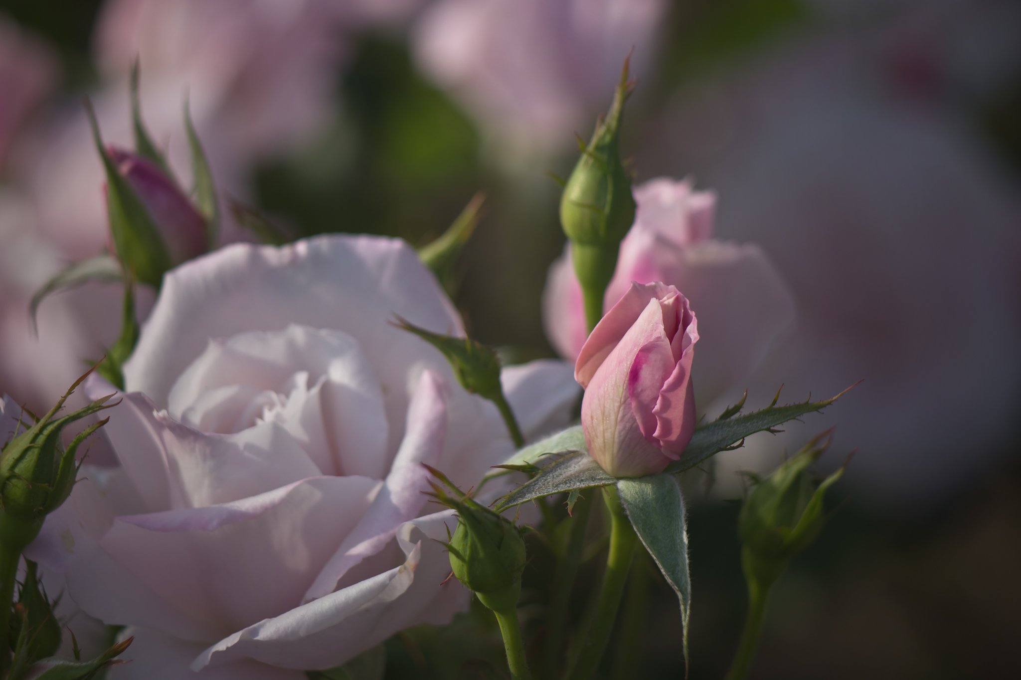 桜貝