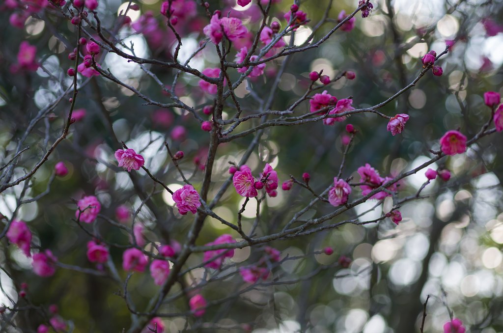 SIGMA MACRO 70mm F2.8