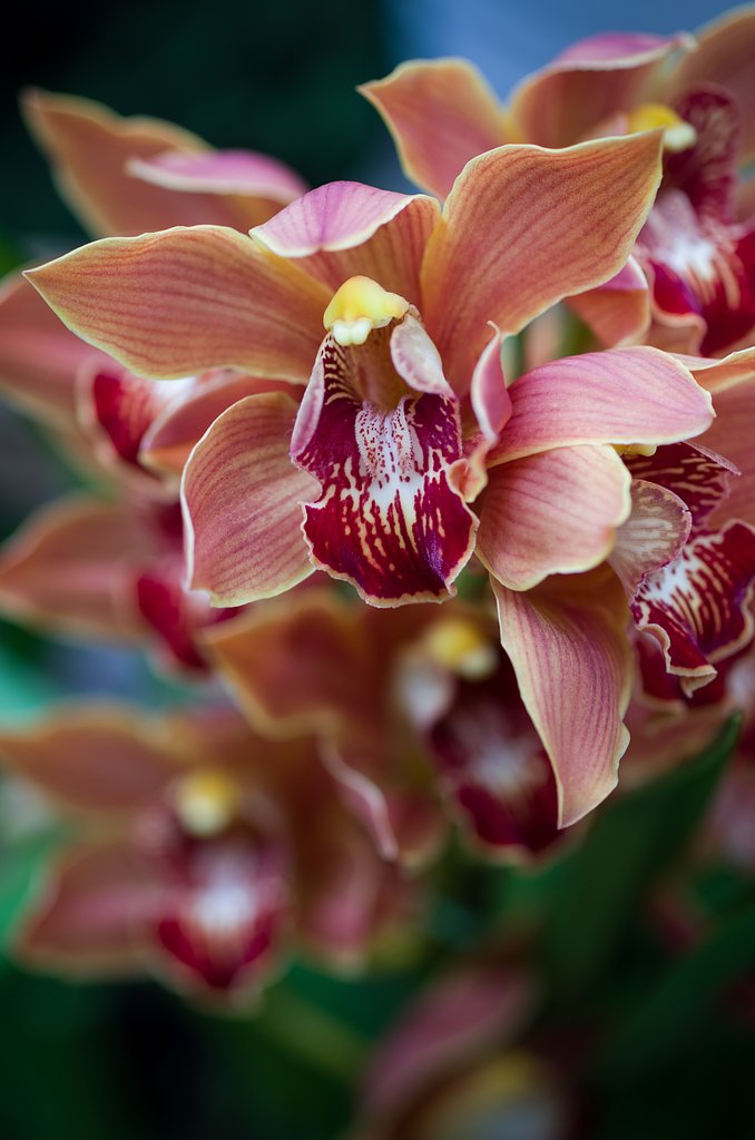 SIGMA MACRO 70mm F2.8