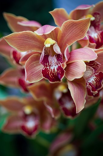 SIGMA MACRO 70mm F2.8