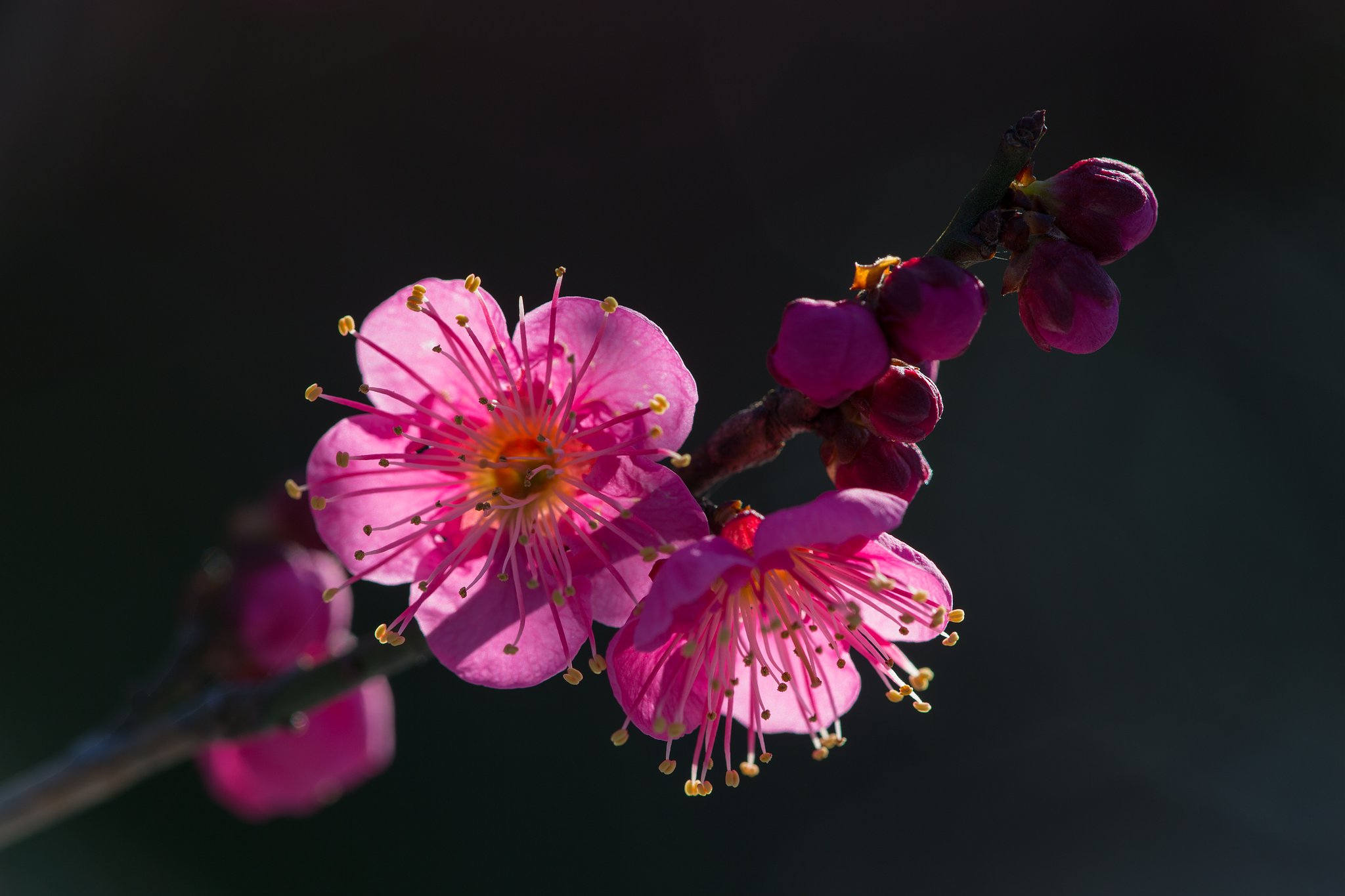 EF180mm F3.5 L MACRO