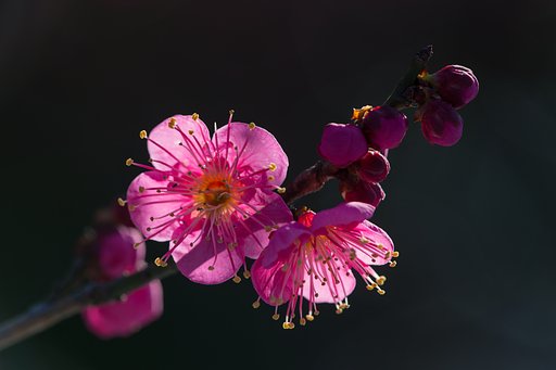 EF180mm F3.5 L MACRO