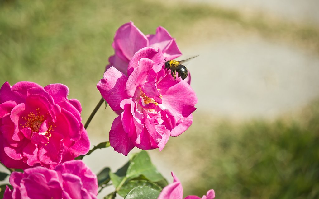 熊蜂の季節