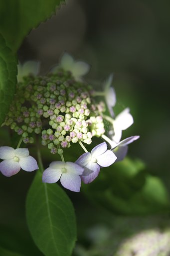 紫陽花