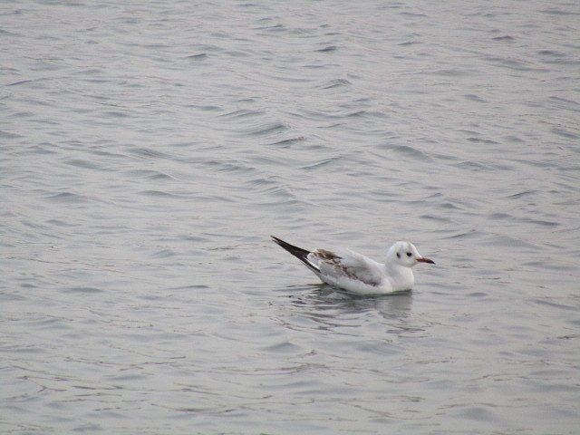 阿波の国漁港の主は海鳥なんです