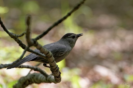 鳥を試し撮り