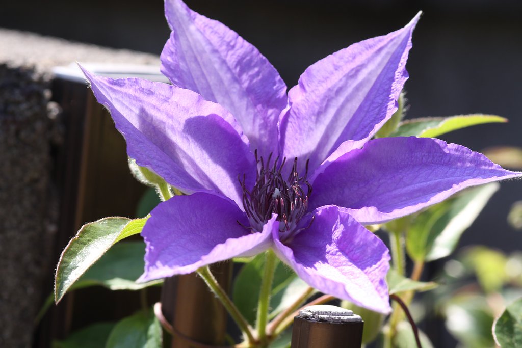 【Purple】テッセン