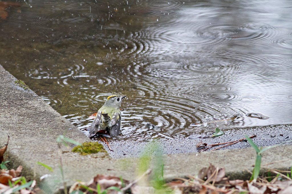 キクちゃんの行水