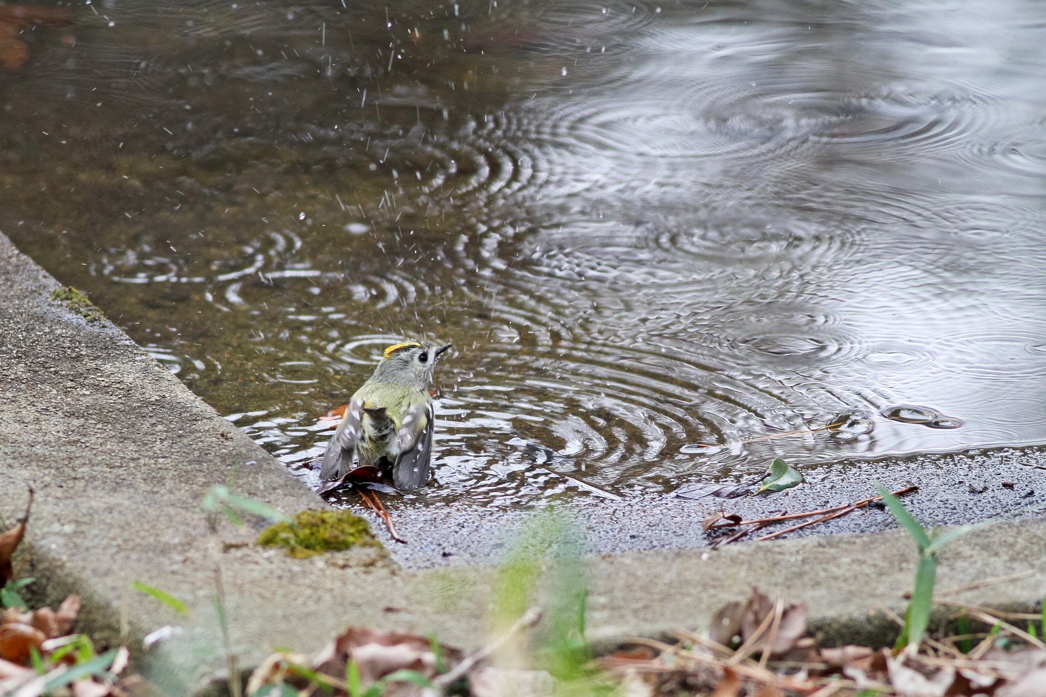 キクちゃんの行水