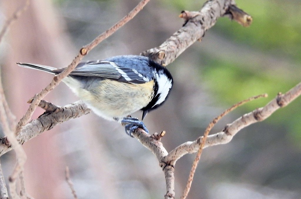 仕事場付近の鳥たち　3