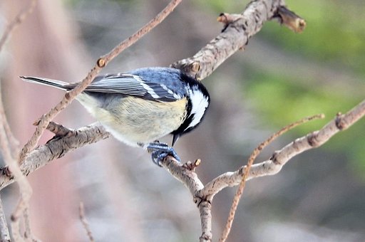 仕事場付近の鳥たち　3