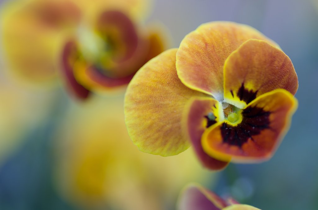 PENTAX-D FA MACRO 100mm F2.8