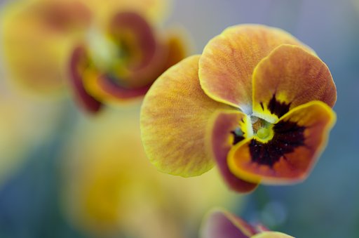 PENTAX-D FA MACRO 100mm F2.8