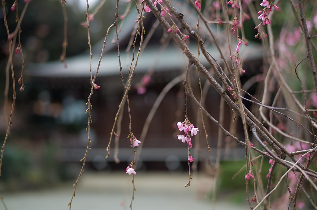 SUMMILUX-M 50mm F1.4 ASPH