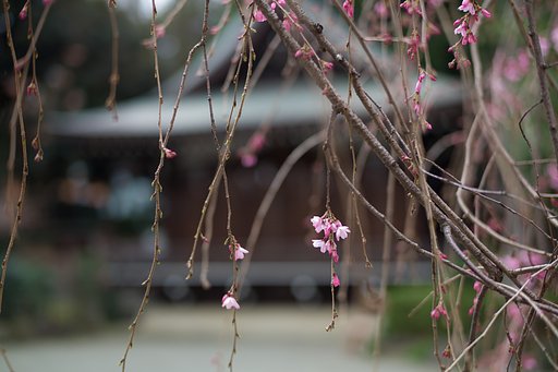 SUMMILUX-M 50mm F1.4 ASPH