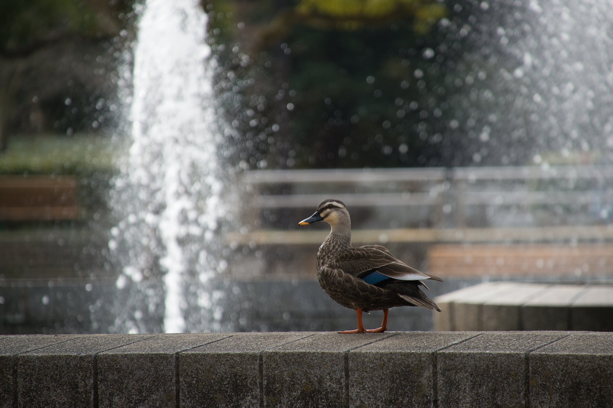 TAMRON 28-300mm F3.5-6.3 VC