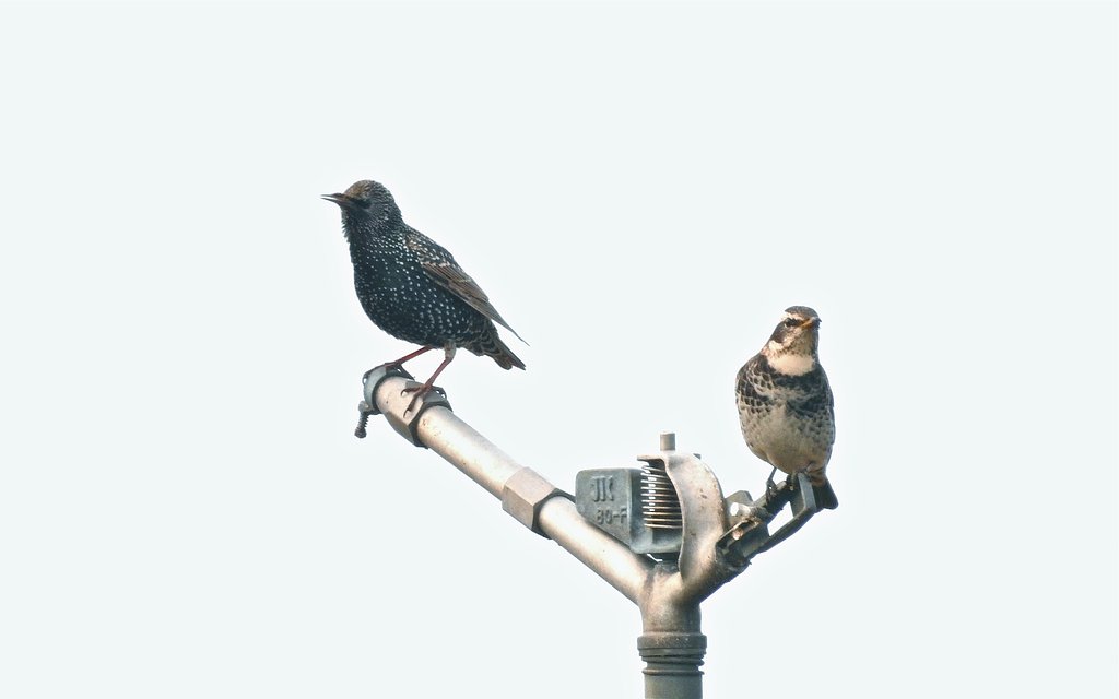 ホシムクドリ＆ツグミ