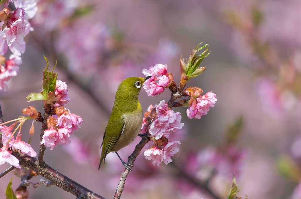 PENTAX-DA 55-300mmF4-5.8