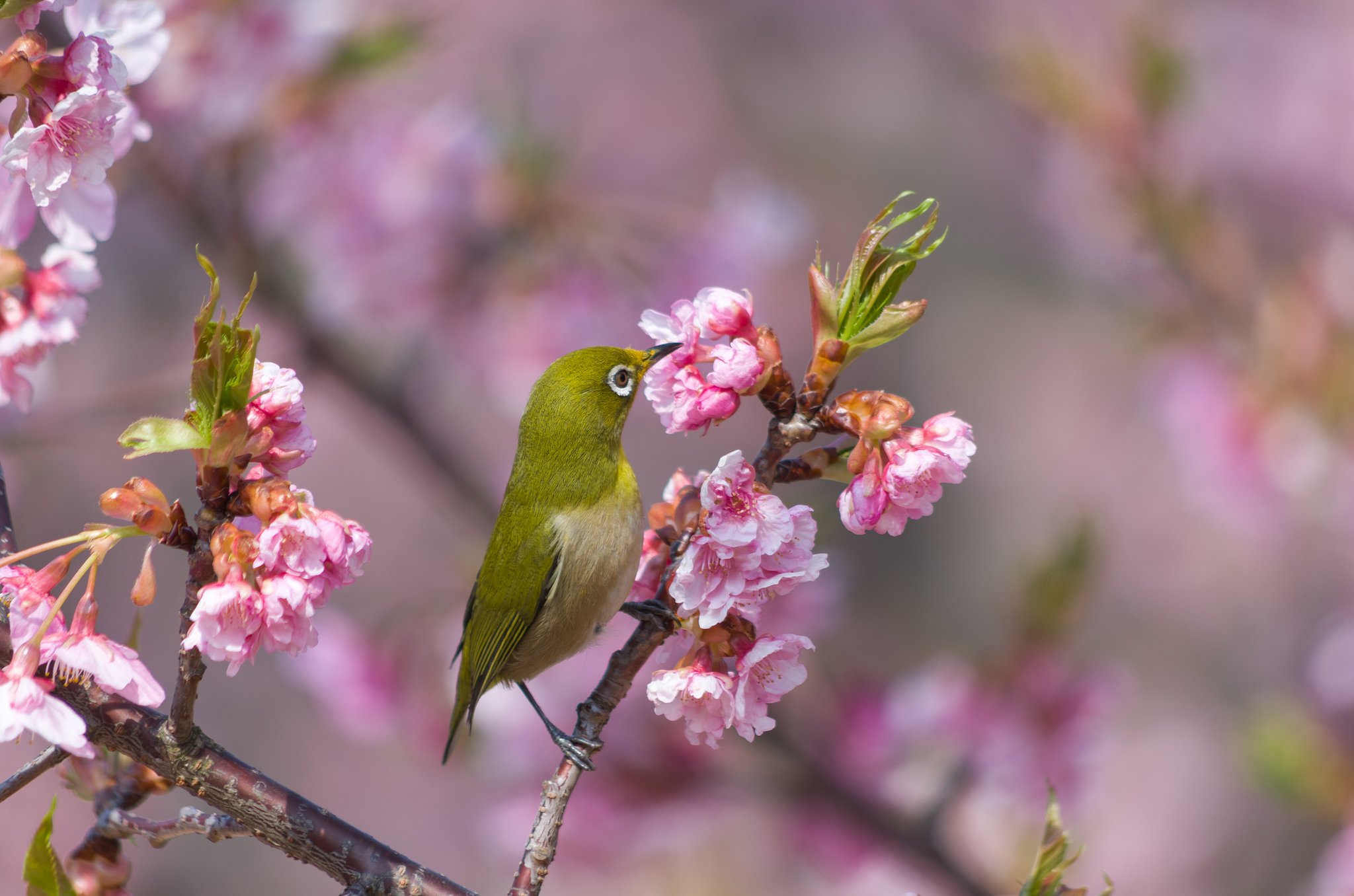 PENTAX-DA 55-300mmF4-5.8