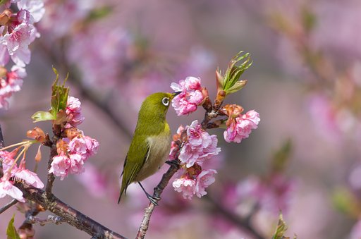 PENTAX-DA 55-300mmF4-5.8
