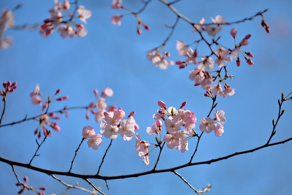 江戸彼岸