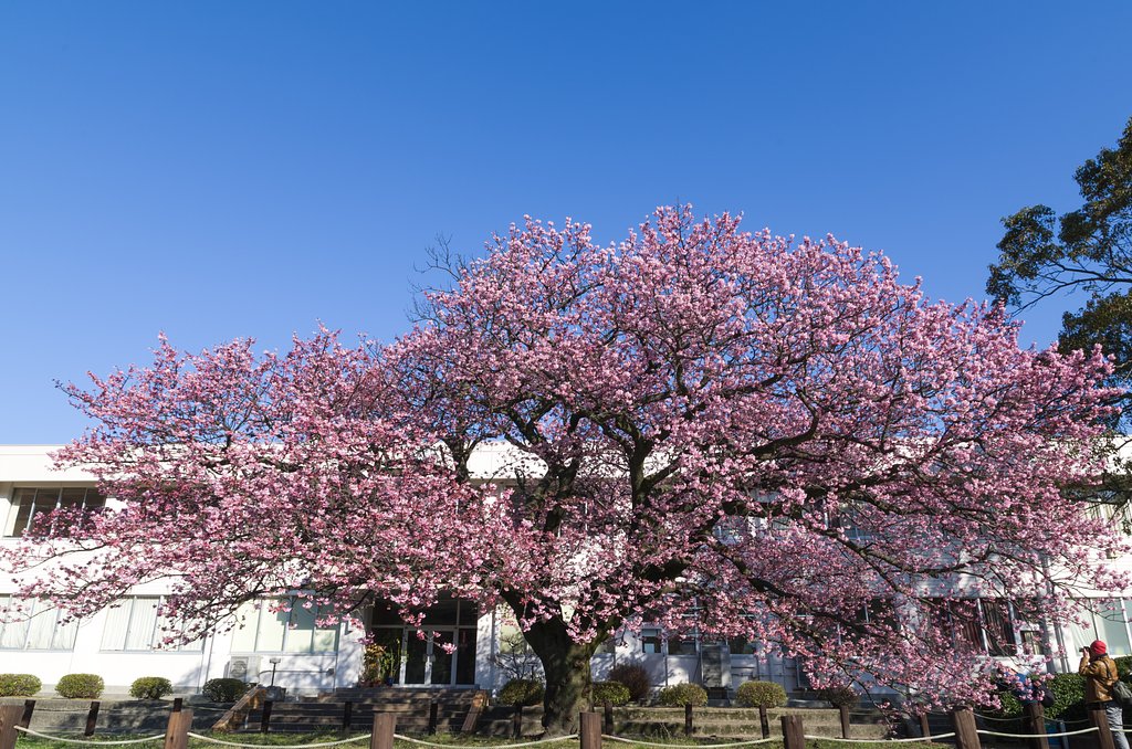 寒桜