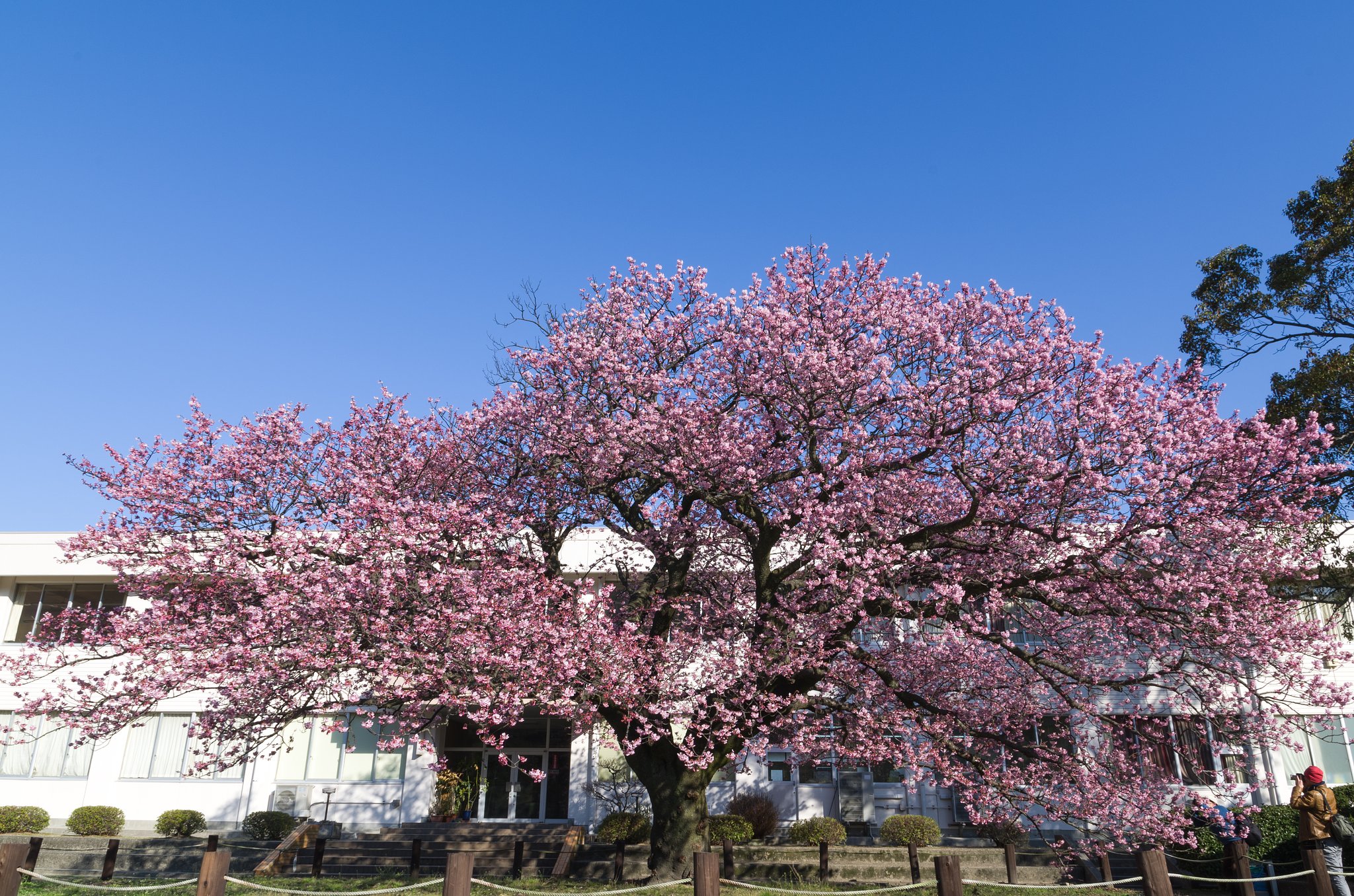 寒桜