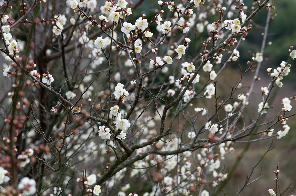 開花