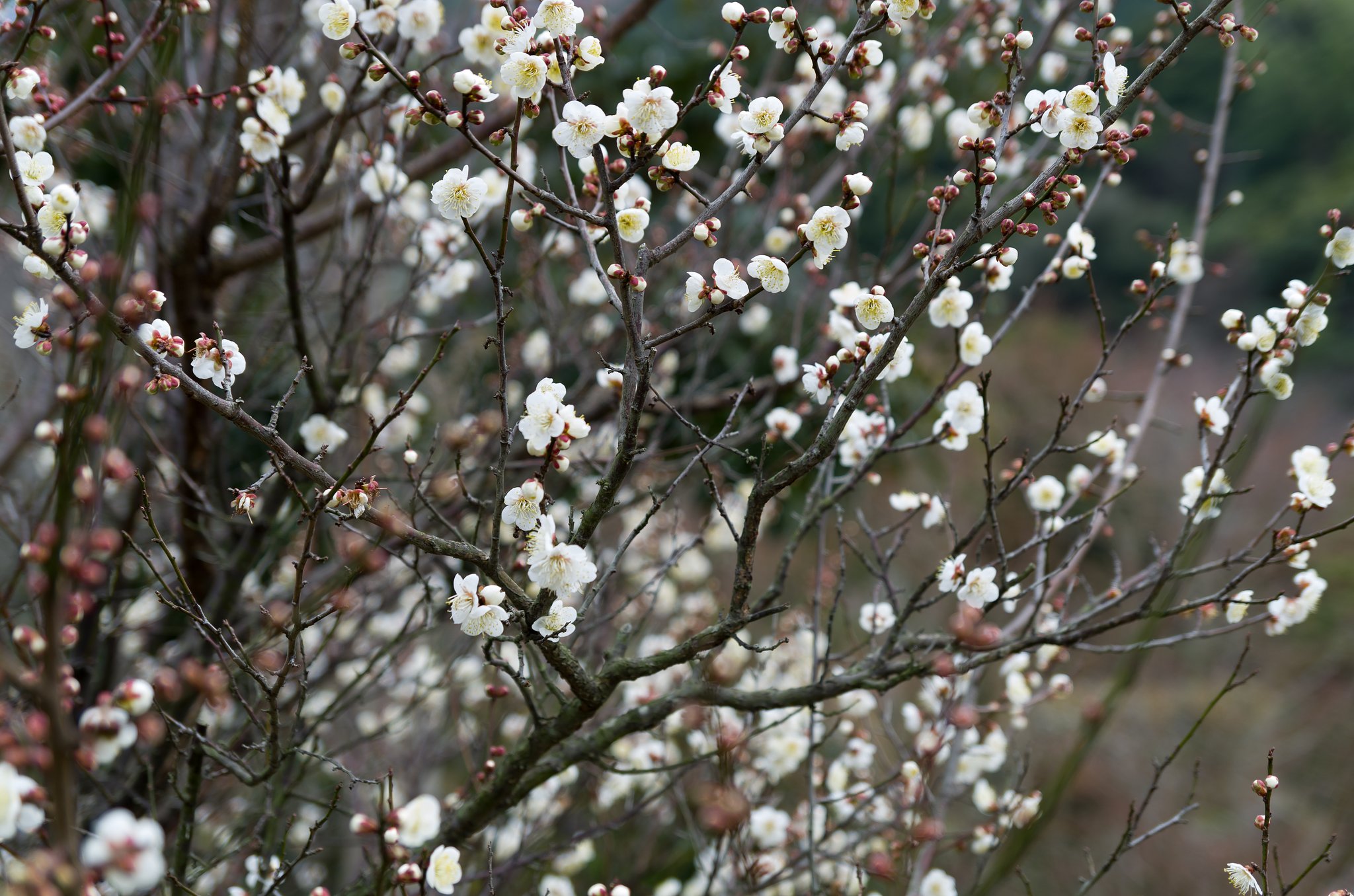 開花