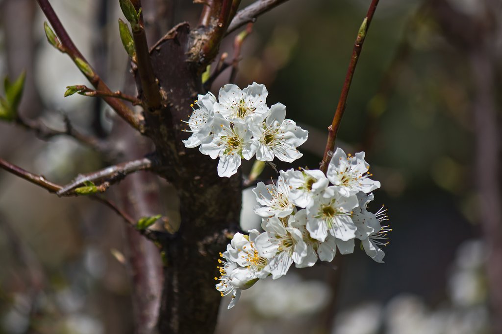 スモモの花