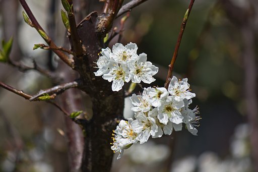 スモモの花