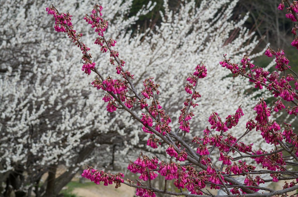 寒緋桜