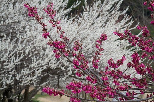 寒緋桜